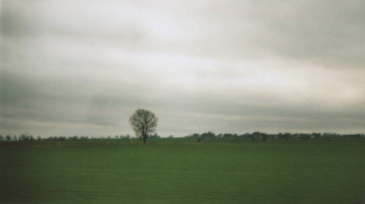 The-Man-With-The-Lemon-Tree-Photo